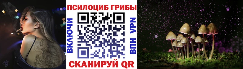 где найти Удомля Псилоцибиновые грибы Psilocybe